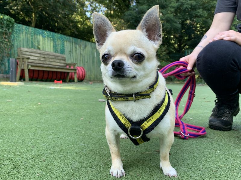 Buddy Chihuahua for sale in Ilfracombe, North Devon - Image 4