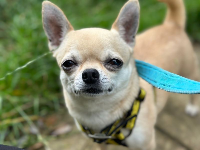 Buddy Chihuahua for sale in Ilfracombe, North Devon - Image 3