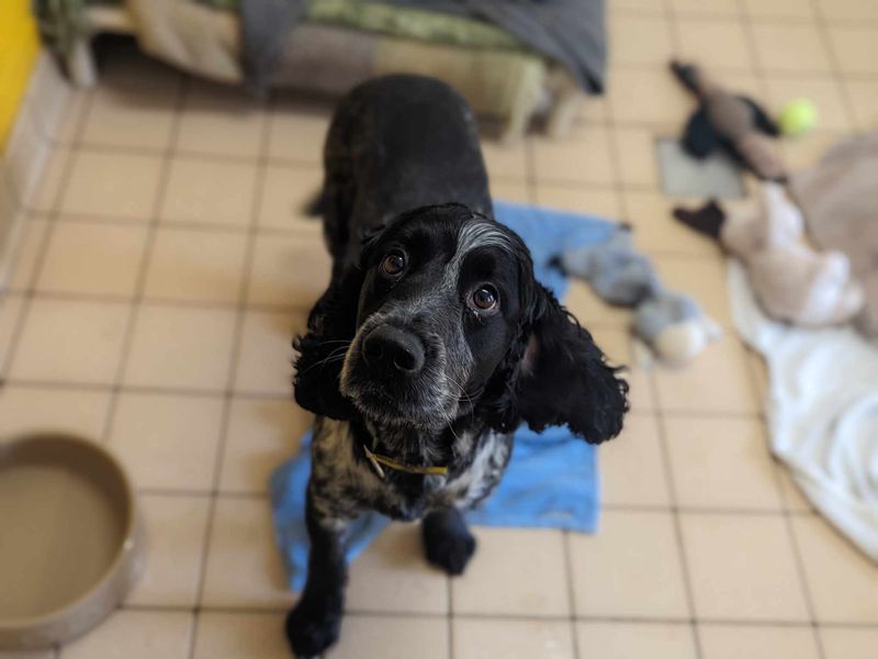 Cocker Spaniel Puppies for sale in Wales