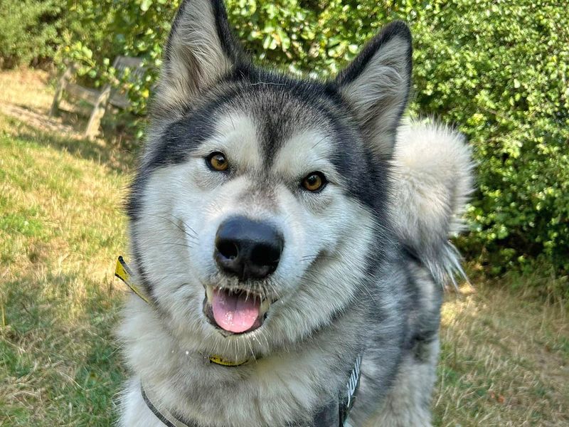 Malamute Puppies for sale in Essex