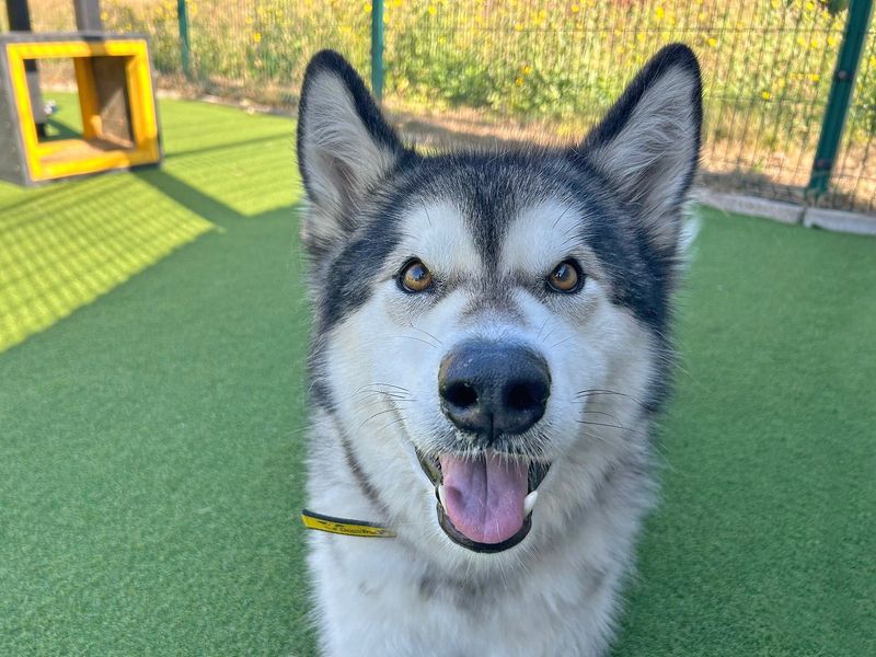 Alaskan Malamutes for sale in Wickford, Essex