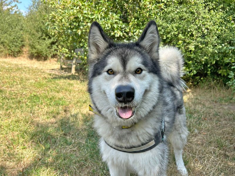 Malamute Puppies for sale