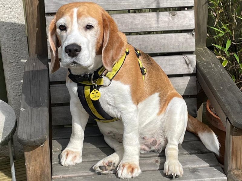 Bailey | Beagle | Loughborough - 1