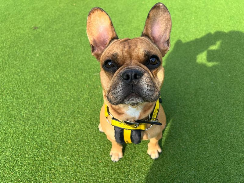 Coco | French Bulldog Cross | Canterbury - 1