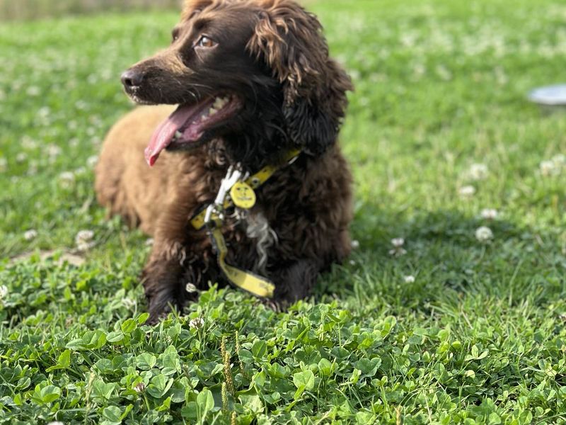 Cocker Spaniel Puppies for sale in Berks