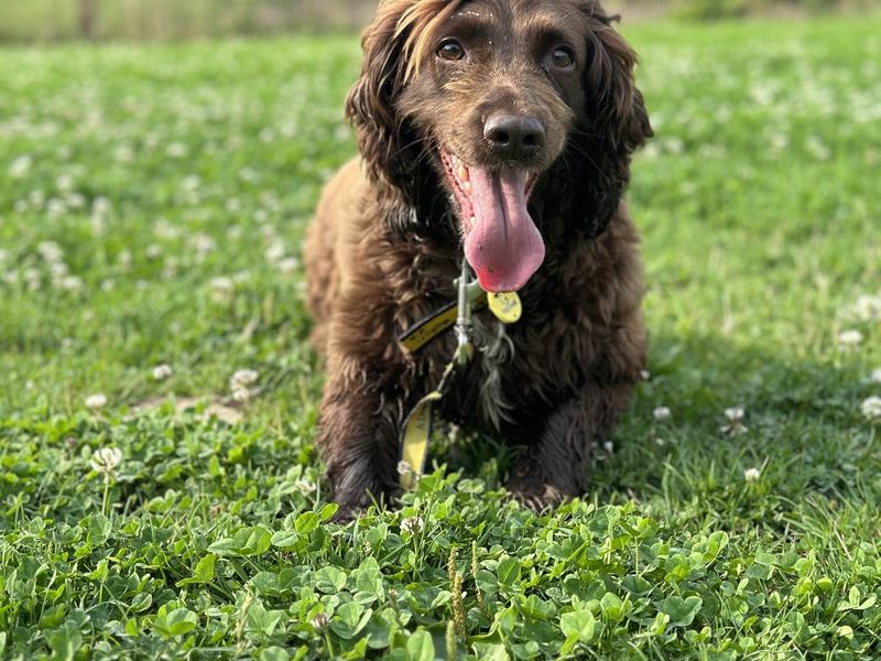 Cocker Spaniels for sale in Newbury, Berks