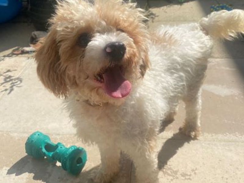 Poodles for sale in Uxbridge, London