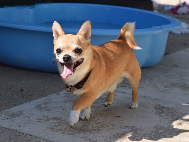 Chihuahuas for sale in Uxbridge, London