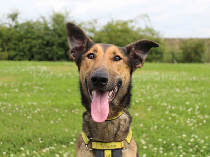 Frazer | Belgian Shepherd Dog (Malinois) Cross | Darlington - 1