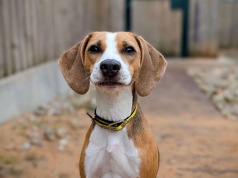 Beagle Puppies for sale