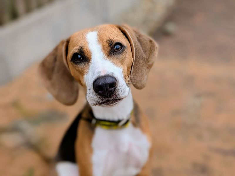 Beagles for sale in Cardiff, Glamorgan