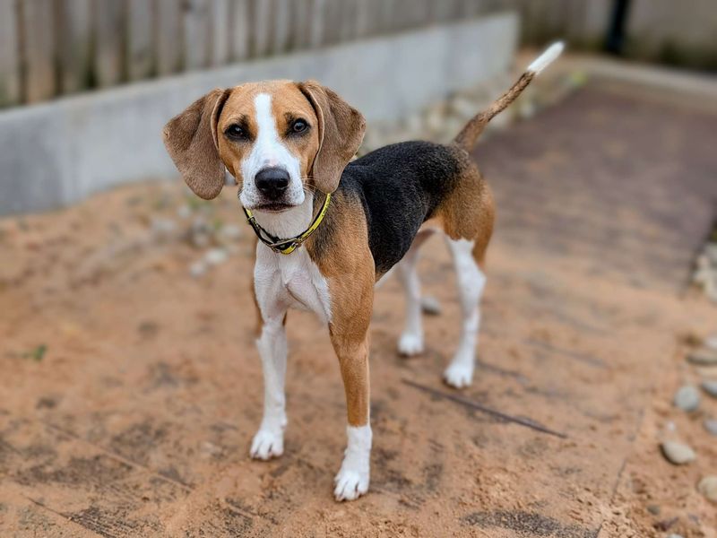 Beagle Puppies for sale in Glamorgan