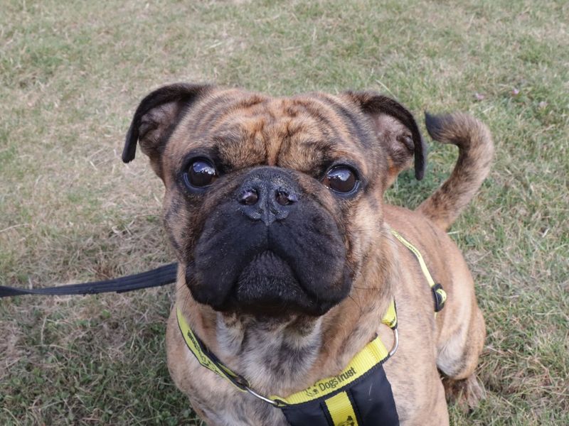 Derek | Pug Cross | Evesham (Worcestershire) - 1