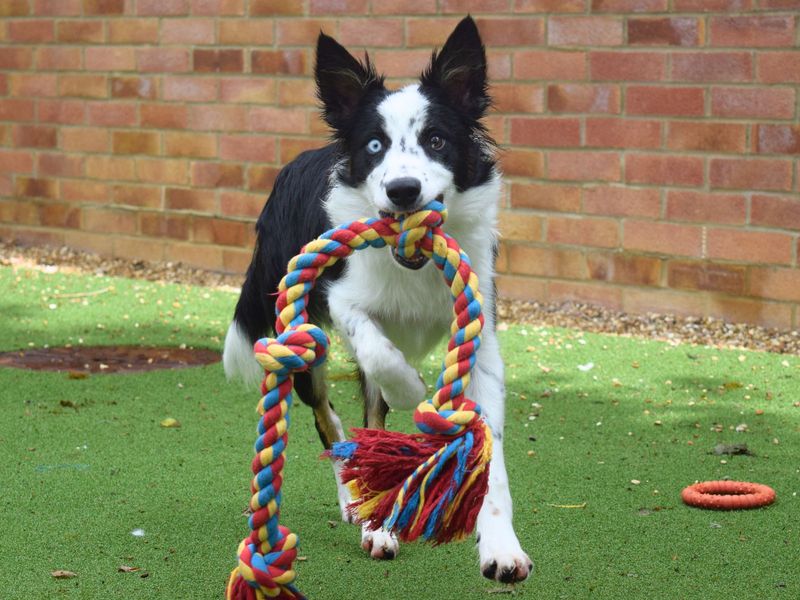 Max | Collie (Border) | Harefield West London - 1