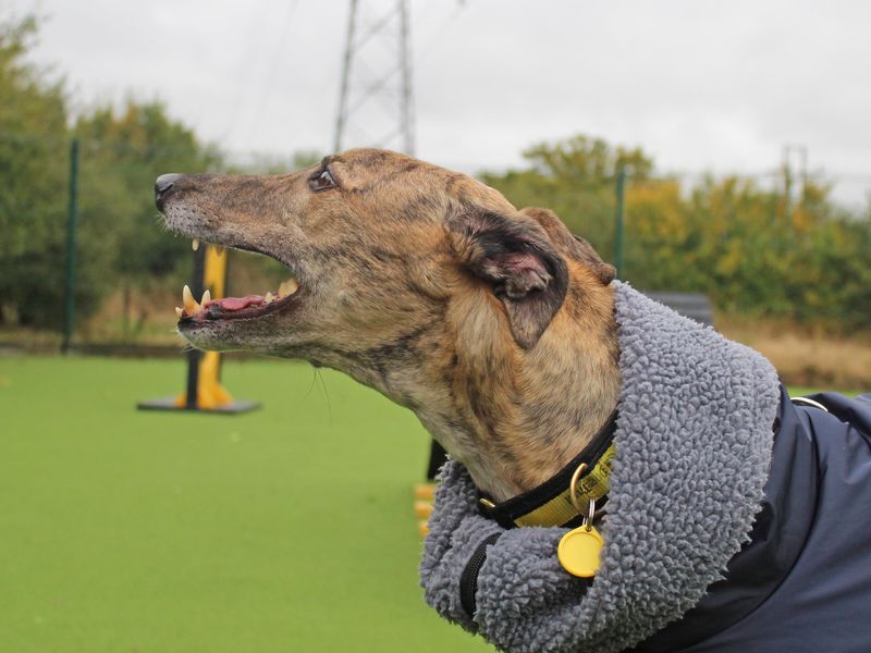 Harley | Greyhound | Basildon (Essex) - 1