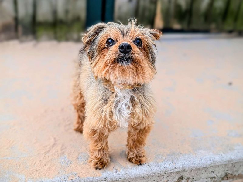 Daisy | Terrier (Yorkshire) | Cardiff - 1