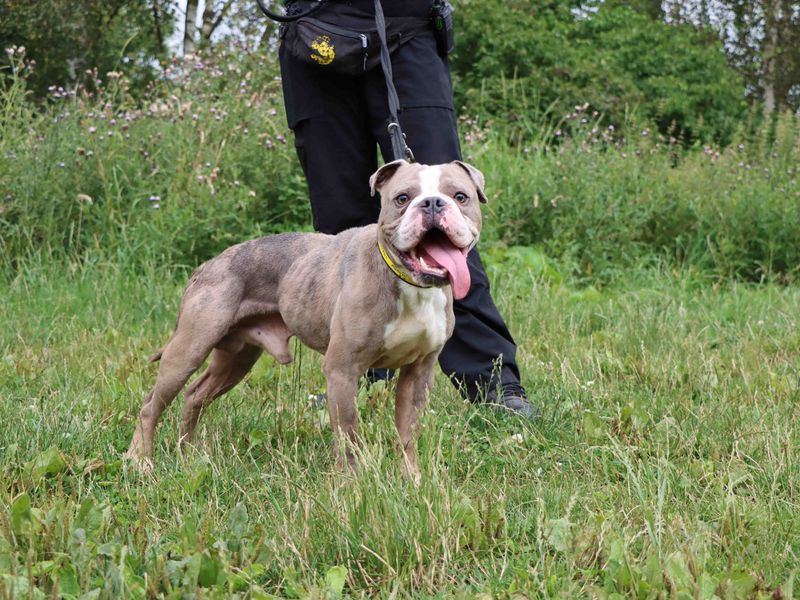 Bulldog Puppies for sale in Co Durham