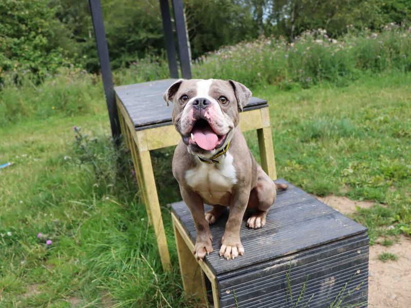 Bulldog Puppies for sale