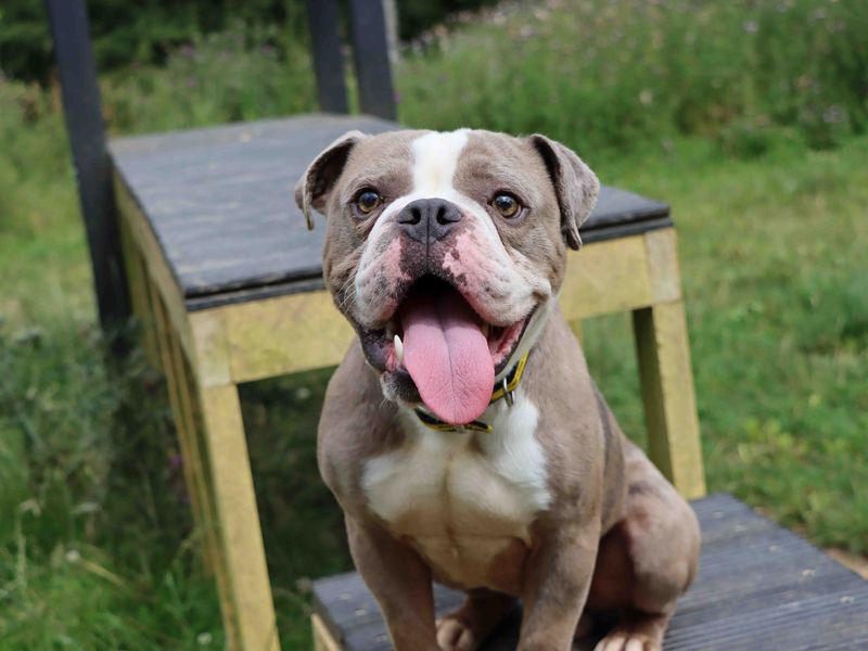 English Bulldogs for sale in Sadberge, Co Durham