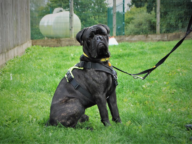 Mika for sale in Newbury, Berks