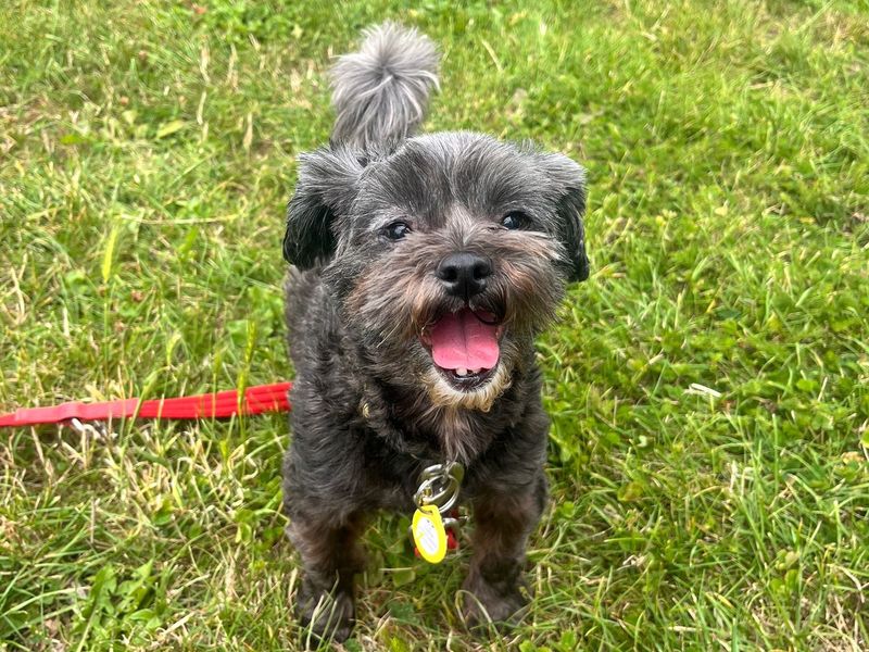 Poodle Puppies for sale in West Sussex