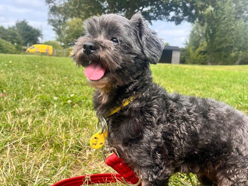 Maya | Shih Tzu Cross | Shoreham (Sussex) - 1