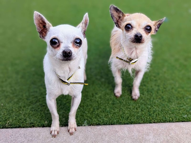 Chihuahua Puppies for sale in Glamorgan