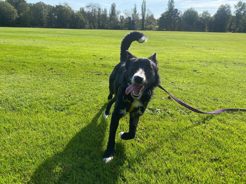 Margot | Collie (Border) | Ballymena (Northern Ireland) - 1