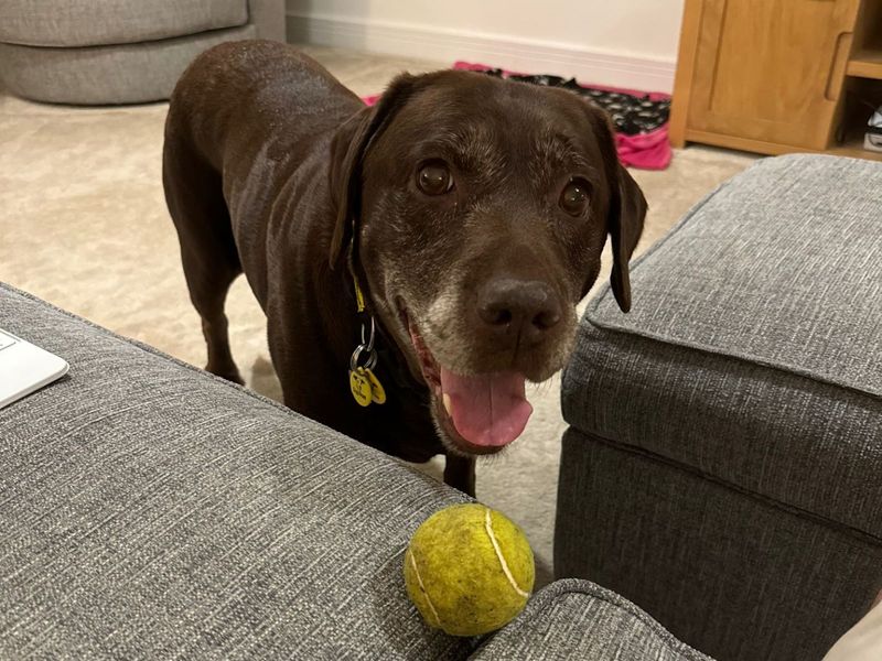 Tilly | Retriever (Labrador) | Loughborough - 1