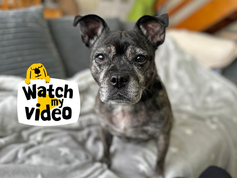 Lola Lou | Terrier (Staffordshire Bull) Cross | Shoreham (Sussex) - 1