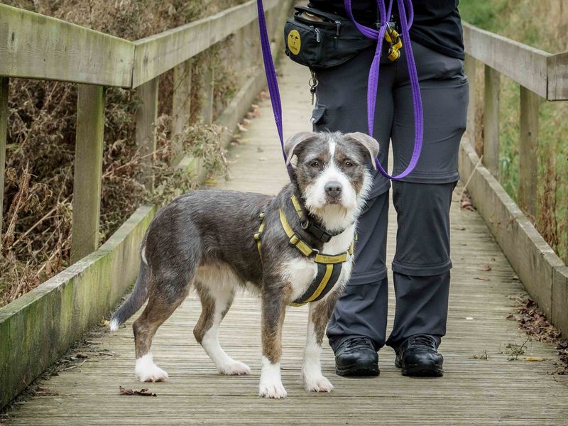 Mollie | Collie (Border) Cross | Loughborough - 1