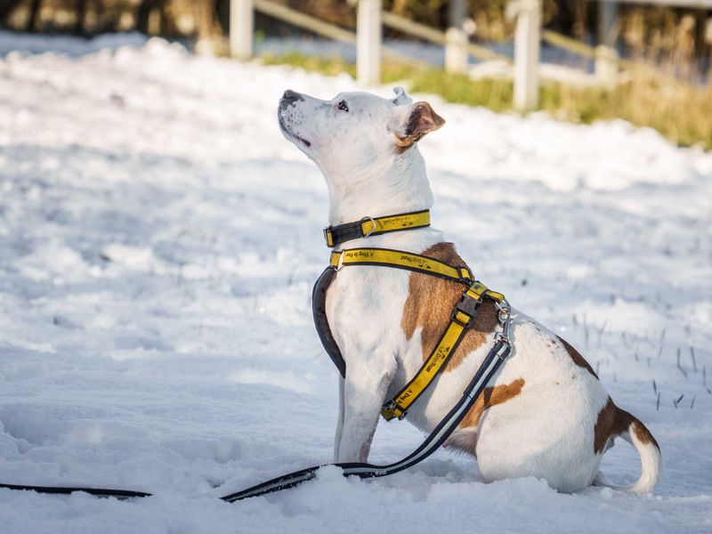 Sadie | Terrier (Staffordshire Bull) | Loughborough - 1