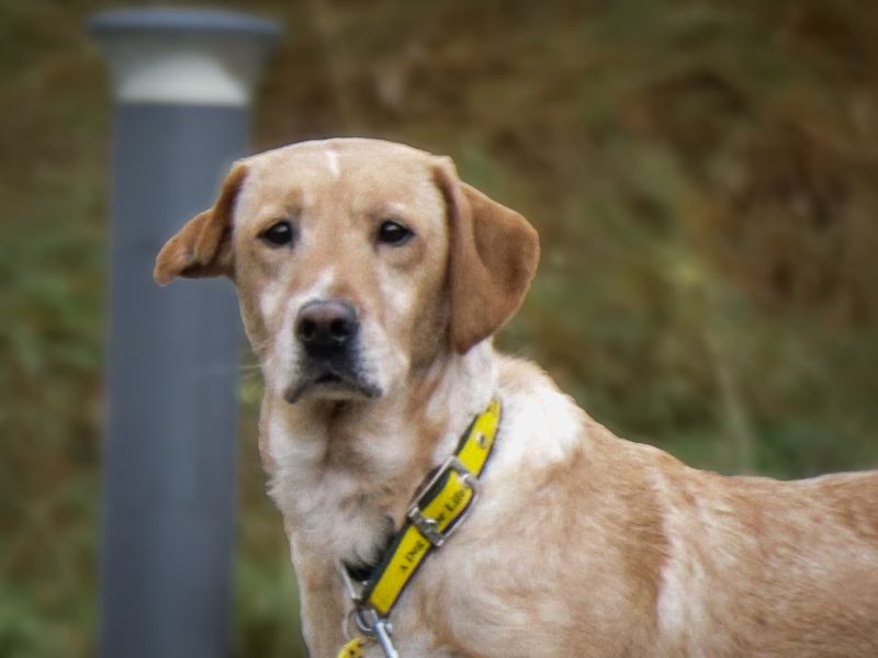 Autumn | Retriever (Golden) Cross | Evesham (Worcestershire) - 1