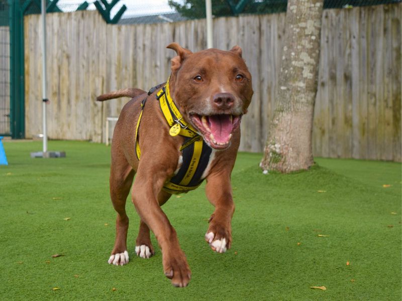 Milo | Terrier (Staffordshire Bull) | Harefield West London - 1