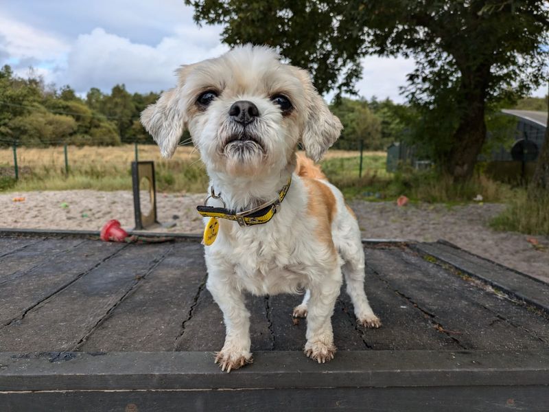 Lottie for sale in West Calder, West Lothian - Image 1