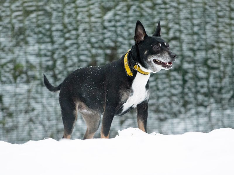 Missy | Terrier (Jack Russell) Cross | Merseyside (Liverpool) - 1