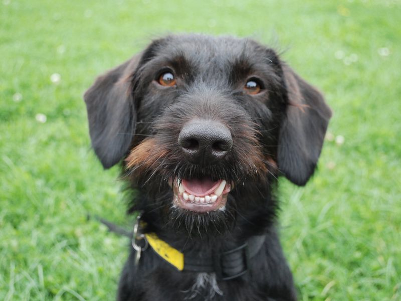 Dachshunds for sale in Newbury, Berks