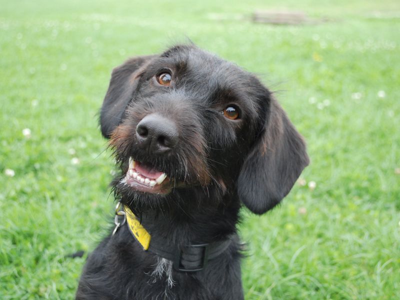 Dexter | Dachshund (Smooth Haired) Cross | Newbury (Berkshire) - 1