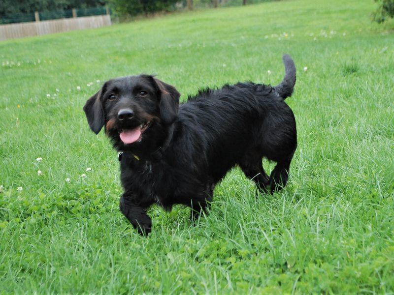 Dachshund Puppies for sale