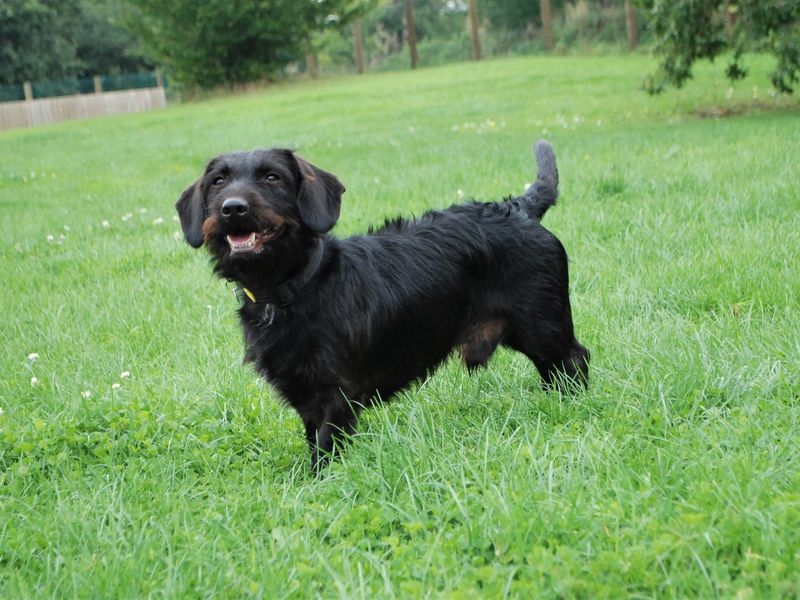 Dachshund Puppies for sale in Berks