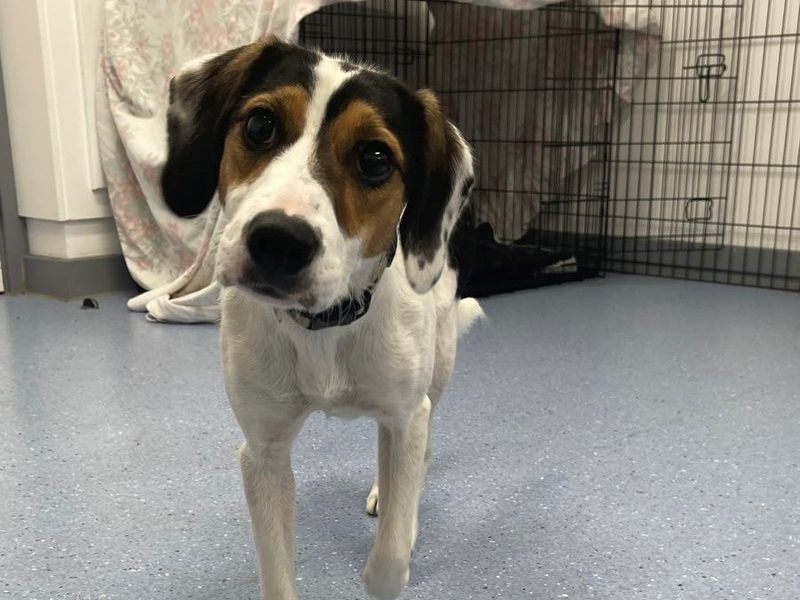 Edie | Beagle Cross | Cardiff - 1