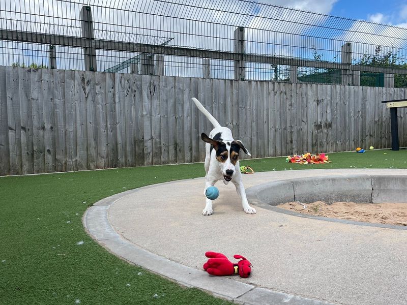 Beagles for sale in Cardiff, Glamorgan