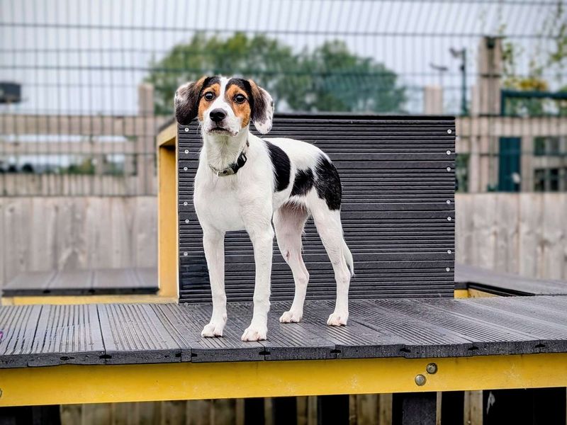 Beagle Puppies for sale