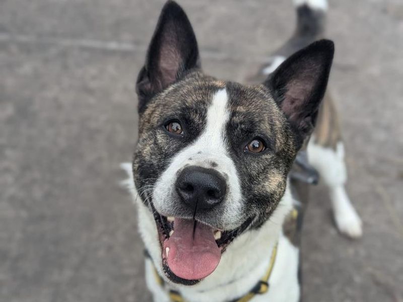 Charlie | Akita Cross | Shrewsbury (Shropshire) - 1