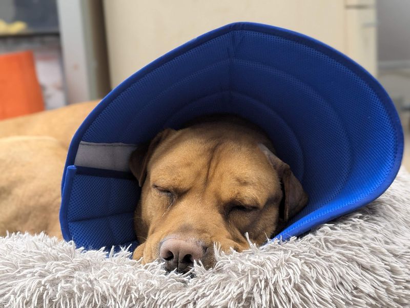 Bear | Shar Pei Cross | Glasgow - 1