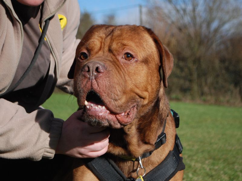 Kaizer | Dogue De Bordeaux Cross | Newbury (Berkshire) - 1