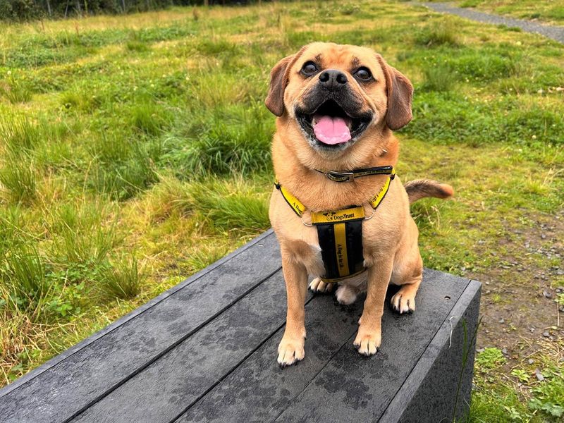 Marshall | Beagle Cross | Ballymena (Northern Ireland) - 1