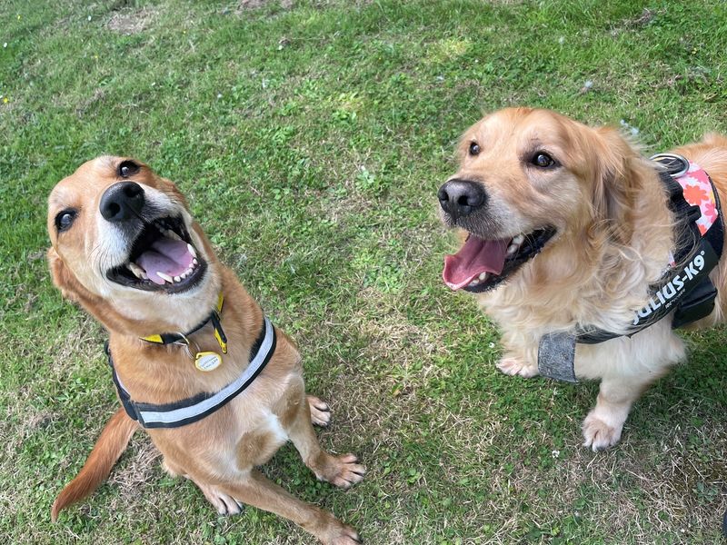 Golden Retriever Puppies for sale in Kent