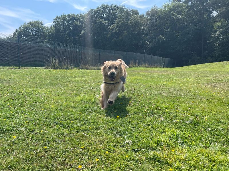 Golden Retrievers for sale in Chestfield, Kent