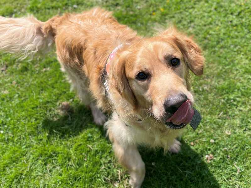 Golden Retriever Puppies for sale